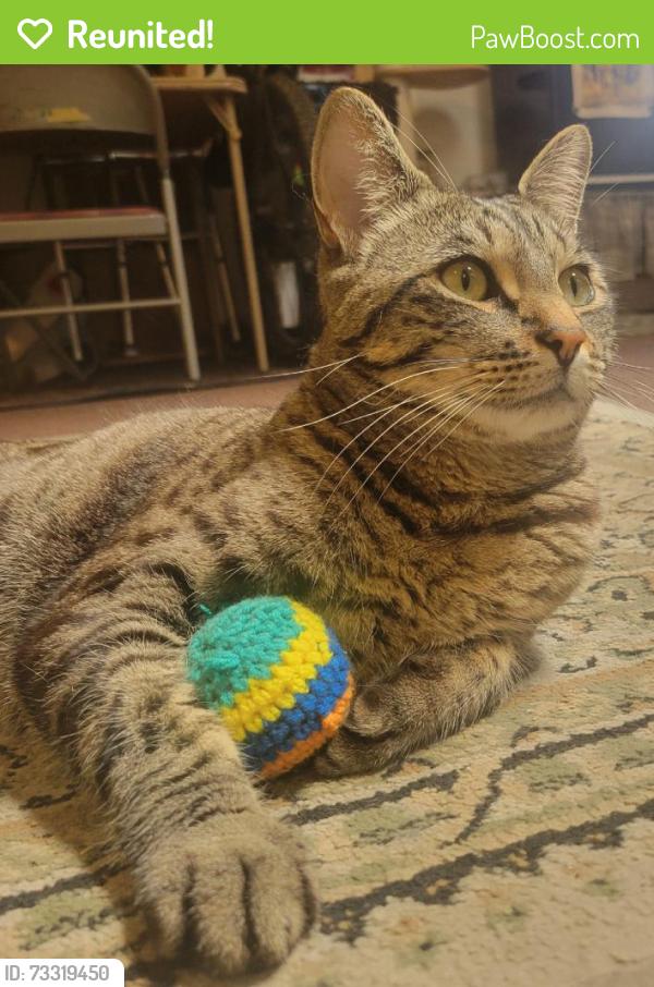Reunited Male Cat last seen Telephone and Johnson, Ventura, CA 93003
