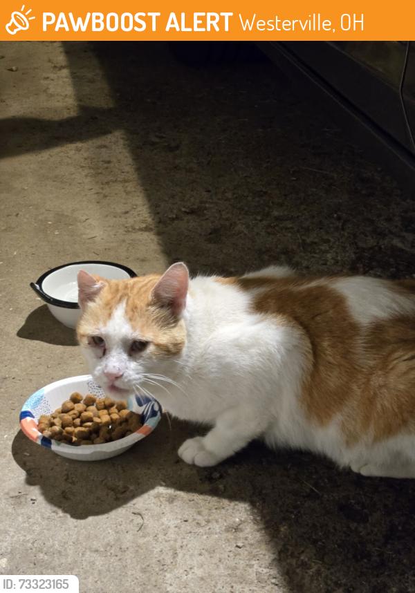 Found/Stray Unknown Cat last seen Near Westerville South High School, Westerville, OH 43081