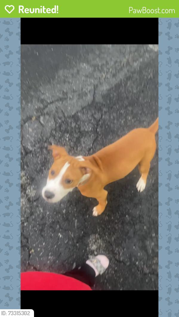 Reunited Male Dog last seen Roselawn, Cincinnati, OH 45237