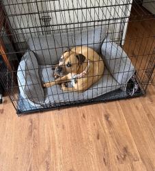 Reunited Female Dog last seen Milford Woods subdivision near Pair Road and Austell Road, Cobb County, GA 30008
