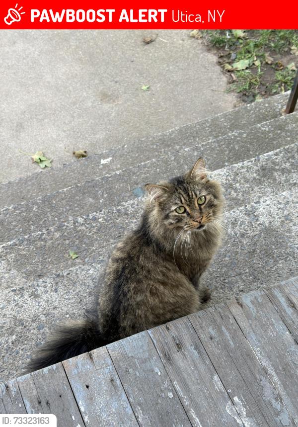 Lost Male Cat last seen York street, Utica, NY 13502