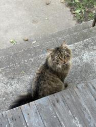 Lost Male Cat last seen York street, Utica, NY 13502