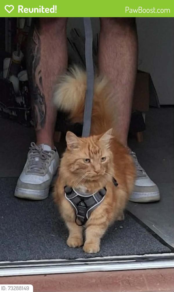 Reunited Male Cat last seen Boundary road S2 5FH, South Yorkshire, England S2 5FH
