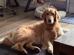 Reunited Female Dog last seen Lunada Bay, Palos Verdes Estates, CA 90275