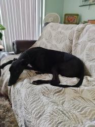 Reunited Male Dog last seen Pisgah Shadows at Stoney Brook Road, Hendersonville, Hendersonville, NC 28739
