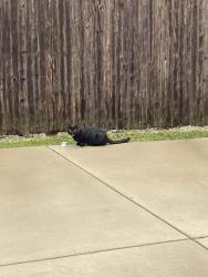Found/Stray Unknown Cat last seen 54th Ave & 55th St, Kenosha, WI 53142