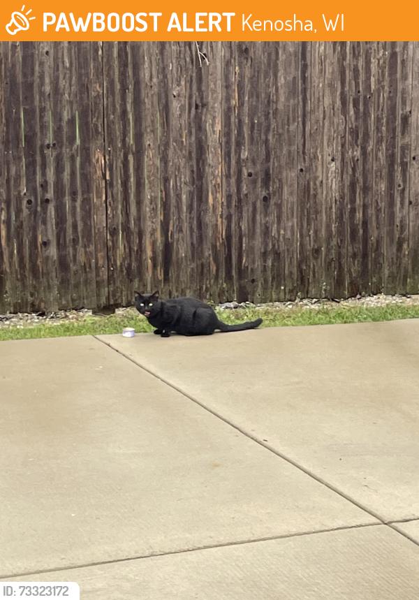 Found/Stray Unknown Cat last seen 54th Ave & 55th St, Kenosha, WI 53142