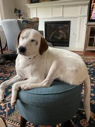 Reunited Female Dog last seen Wiley Mangum rd, Durham County, NC 27503