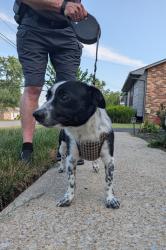Reunited Male Dog last seen Holly Dr and Timberlake Dr, Hendersonville, TN 37075