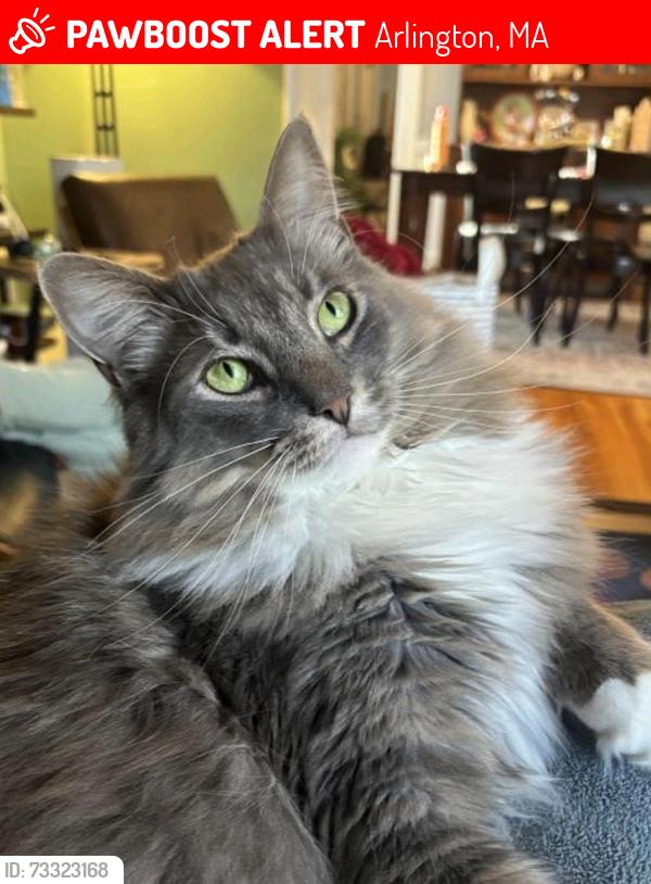 Lost Male Cat last seen Near Overlook Road- between Peter Tufts Road and Summer St., Arlington, MA, Arlington, MA 02474