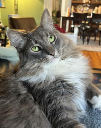 Lost Male Cat last seen Near Overlook Road- between Peter Tufts Road and Summer St., Arlington, MA, Arlington, MA 02474