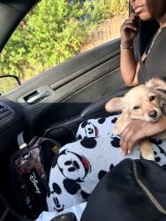 Lost Female Dog last seen Riverstone Neighborhood Alamo Ranch, San Antonio, TX 78253
