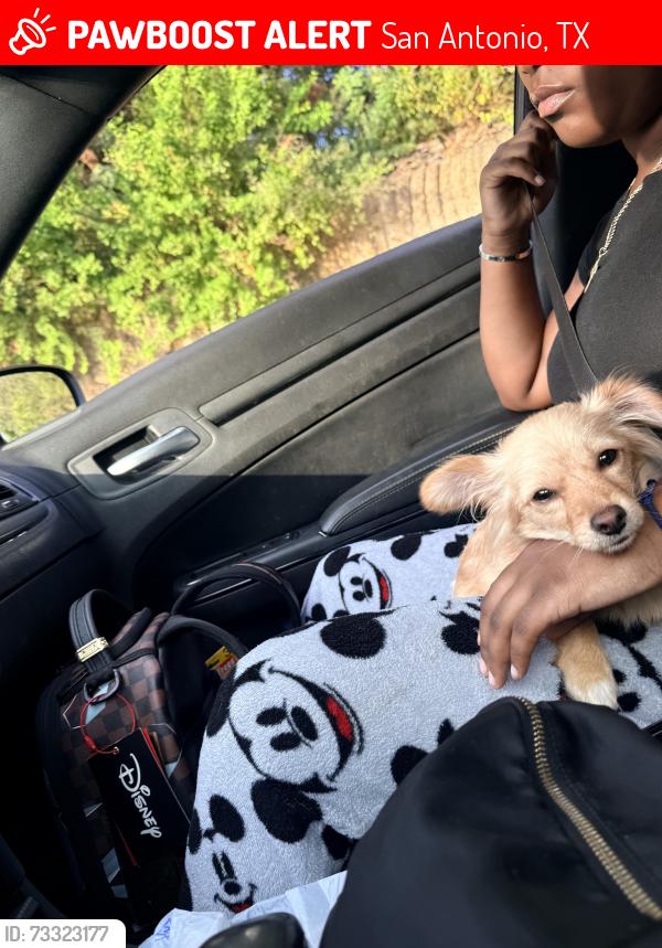 Lost Female Dog last seen Riverstone Neighborhood Alamo Ranch, San Antonio, TX 78253