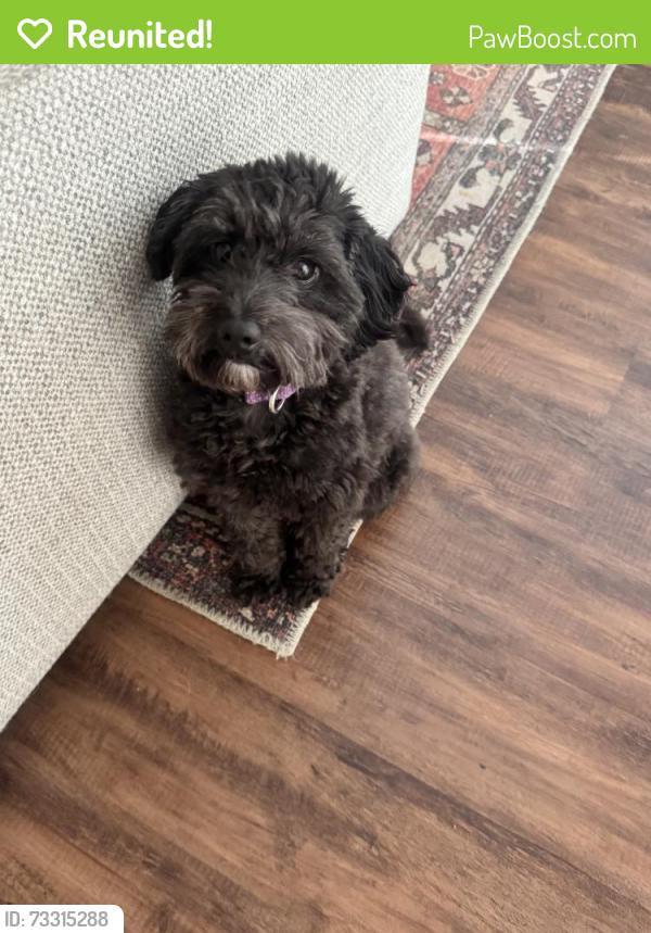 Reunited Female Dog last seen Windy Road and Oslo, Mt. Juliet, TN 37122
