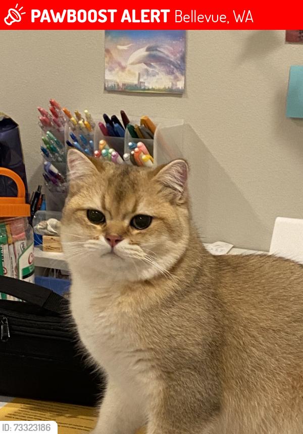 Lost Male Cat last seen 130th Ave Se Bellevue 98006, Bellevue, WA 98006