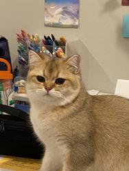 Lost Male Cat last seen 130th Ave Se Bellevue 98006, Bellevue, WA 98006