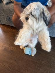 Lost Male Dog last seen Lawndale and 65th place, Chicago, IL 60629