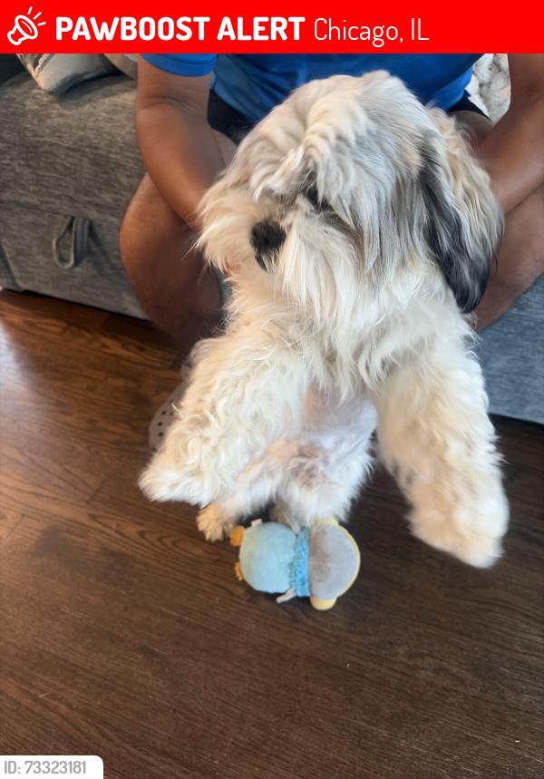 Lost Male Dog last seen Lawndale and 65th place, Chicago, IL 60629