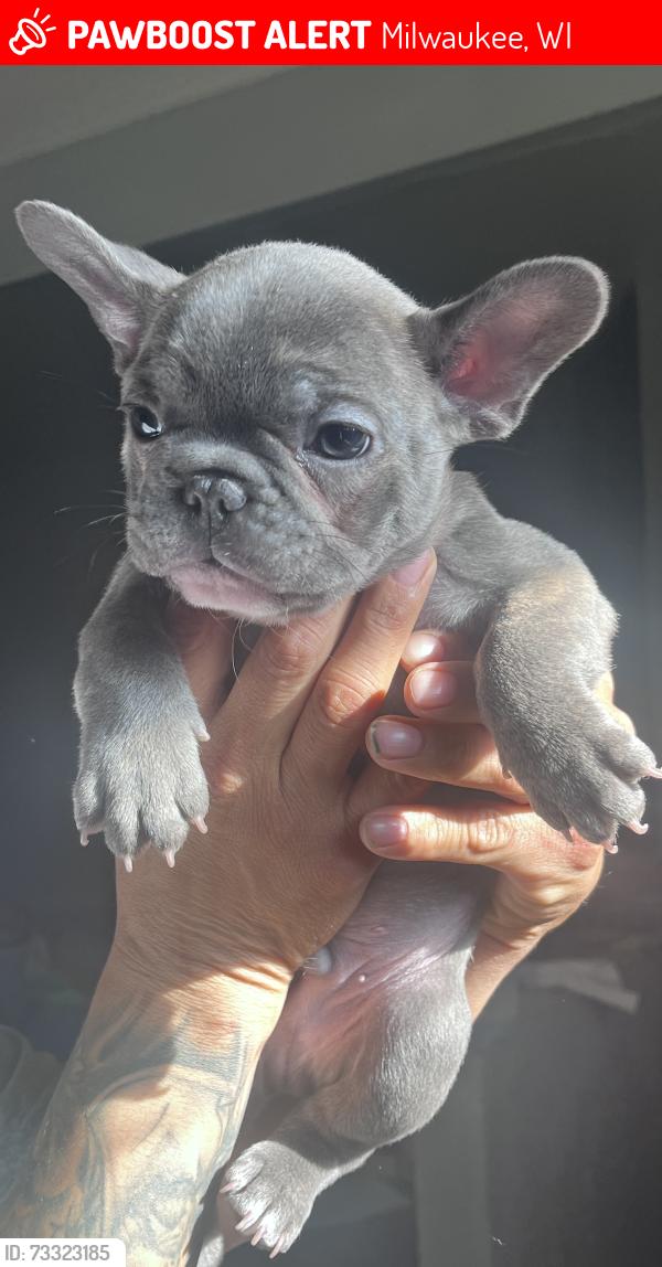 Lost Male Dog last seen Keef ave, Milwaukee, WI 53206