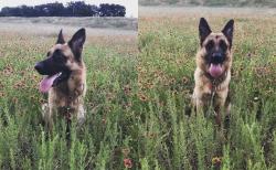 Reunited Female Dog last seen Locust st Denton, Denton, TX 76207
