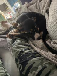 Found/Stray Female Dog last seen Peaden bridge, Okaloosa County, FL 32531