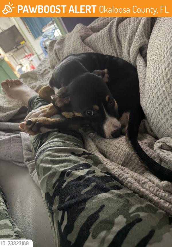 Found/Stray Female Dog last seen Peaden bridge, Okaloosa County, FL 32531