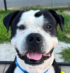 Shelter Stray Male Dog last seen McLean, VA, 22102, Holly Ridge Dr & Old Meadow Rd, Fairfax County, VA, 4500 West Ox Rd, Fairfax, VA 22030, USA