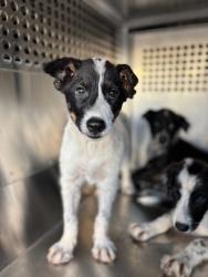 Shelter Stray Female Dog last seen Near E SEMINARY DR, South District, TX, 355 Hillshire Dr, Haslet, TX 76052, USA