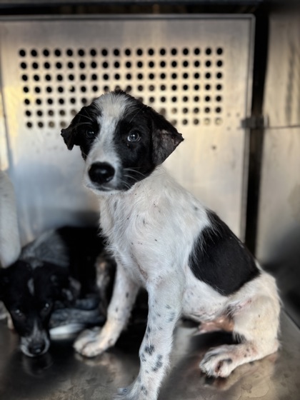 Shelter Stray Male Dog last seen Near E SEMINARY DR, South District, TX, 355 Hillshire Dr, Haslet, TX 76052, USA