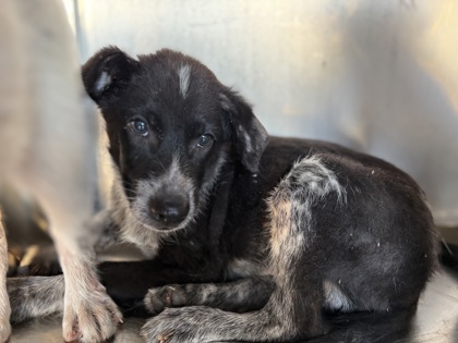 Shelter Stray Male Dog last seen Near E SEMINARY DR, South District, TX, 355 Hillshire Dr, Haslet, TX 76052, USA