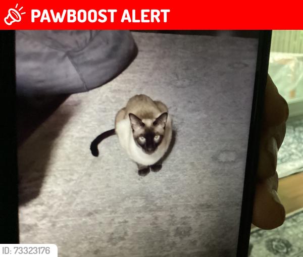 Lost Male Cat last seen Hillsboro and Lonsdale streets in Minnow Lake near Bancroft drive, Greater Sudbury, ON P3B 3B5