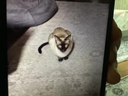 Lost Male Cat last seen Hillsboro and Lonsdale streets in Minnow Lake near Bancroft drive, Greater Sudbury, ON P3B 3B5