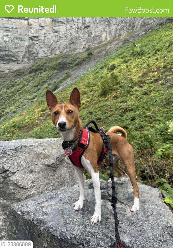 Reunited Male Dog last seen Near and Cambridge Ave, The Bronx, NY 10463