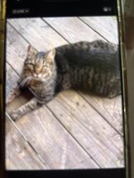 Reunited Male Cat last seen Shenandoah rd, East Fishkill, NY 12533
