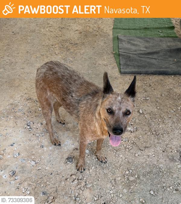 Found/Stray Female Dog last seen Washington Ave near the burger king, Navasota, TX 77868