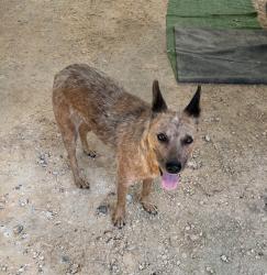 Found/Stray Female Dog last seen Washington Ave near the burger king, Navasota, TX 77868