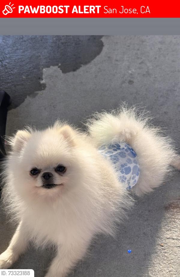 Lost Male Dog last seen Hedding , N Fourth st, San Jose, CA 95112