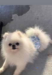 Lost Male Dog last seen Hedding , N Fourth st, San Jose, CA 95112