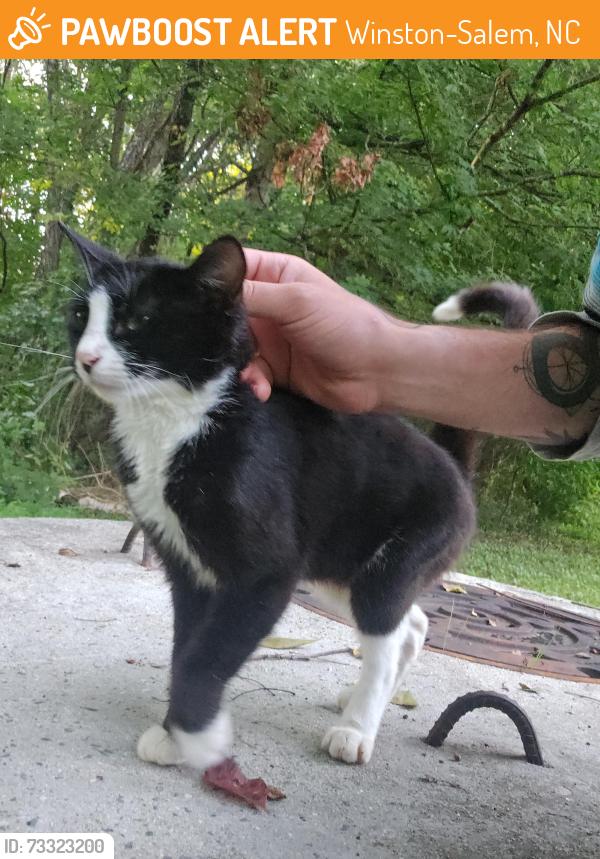 Found/Stray Female Cat last seen Old lexington road, Winston-Salem, NC 27107