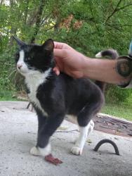 Found/Stray Female Cat last seen Old lexington road, Winston-Salem, NC 27107