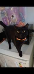 Lost Male Cat last seen Park Lane N17, Greater London, England N17 0JP
