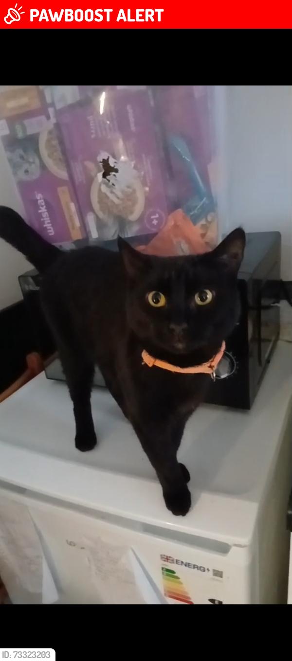 Lost Male Cat last seen Park Lane N17, Greater London, England N17 0JP