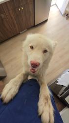 Reunited Male Dog last seen Chambers and Dartmouth, Aurora, CO 80013