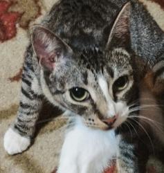 Lost Female Cat last seen Briarcrest Elementary school, Shoreline, WA 98155