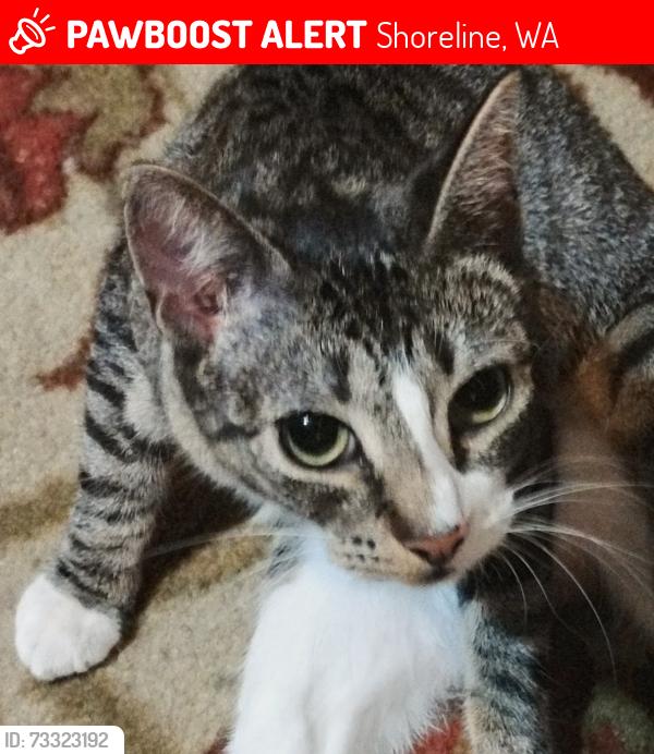 Lost Female Cat last seen Briarcrest Elementary school, Shoreline, WA 98155