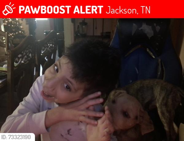 Lost Male Dog last seen Near dyer creek lane, Jackson, TN 38305