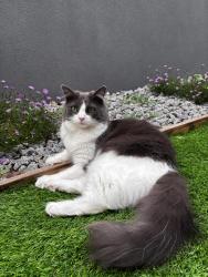Lost Female Cat last seen Wiry way, Tarneit, VIC 3029