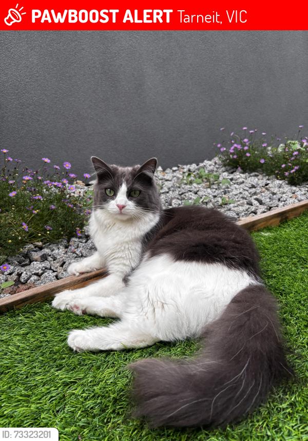 Lost Female Cat last seen Wiry way, Tarneit, VIC 3029