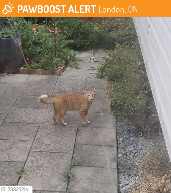 Found/Stray Unknown Cat last seen Commissionaire Rd and Pondmills, London, London, ON 