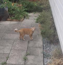 Found/Stray Unknown Cat last seen Commissionaire Rd and Pondmills, London, London, ON 